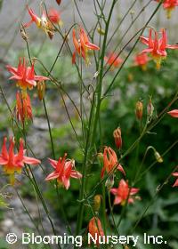 Aquilegia formosa